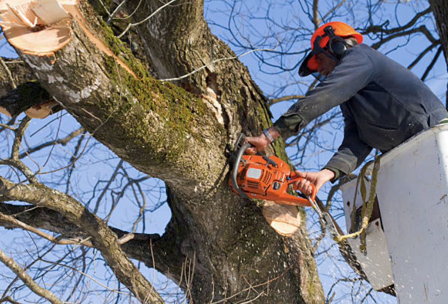 tree pruning in Valley Falls