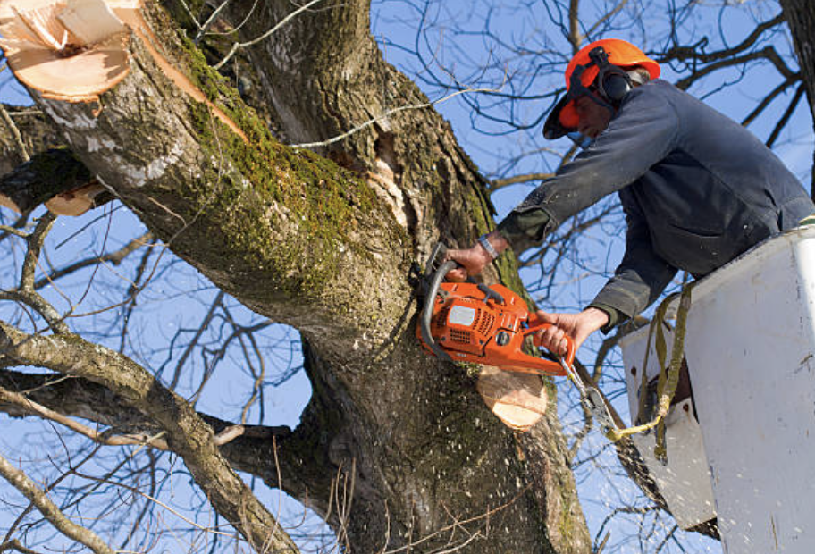 tree pruning in Burrton